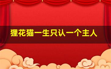 狸花猫一生只认一个主人