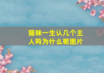 猫咪一生认几个主人吗为什么呢图片