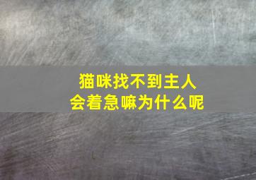 猫咪找不到主人会着急嘛为什么呢