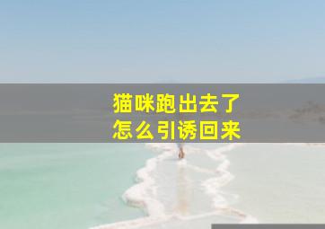 猫咪跑出去了怎么引诱回来