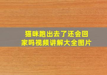 猫咪跑出去了还会回家吗视频讲解大全图片