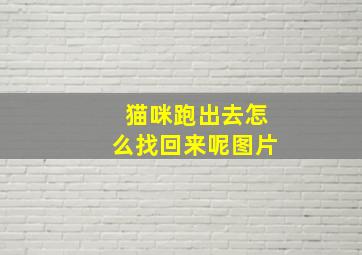 猫咪跑出去怎么找回来呢图片