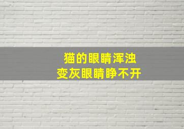 猫的眼睛浑浊变灰眼睛睁不开