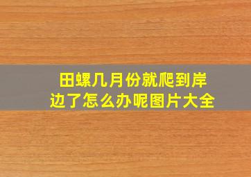 田螺几月份就爬到岸边了怎么办呢图片大全