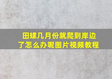 田螺几月份就爬到岸边了怎么办呢图片视频教程