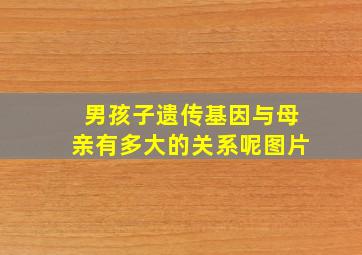 男孩子遗传基因与母亲有多大的关系呢图片