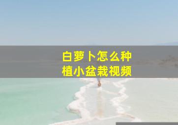 白萝卜怎么种植小盆栽视频