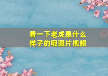 看一下老虎是什么样子的呢图片视频