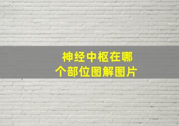 神经中枢在哪个部位图解图片