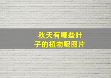 秋天有哪些叶子的植物呢图片