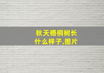 秋天梧桐树长什么样子,图片