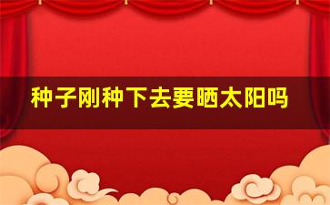 种子刚种下去要晒太阳吗