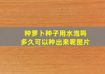 种萝卜种子用水泡吗多久可以种出来呢图片