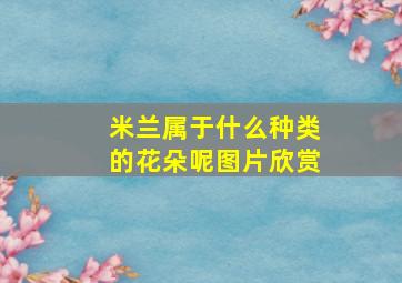 米兰属于什么种类的花朵呢图片欣赏