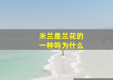 米兰是兰花的一种吗为什么