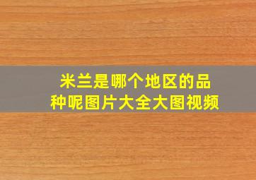 米兰是哪个地区的品种呢图片大全大图视频