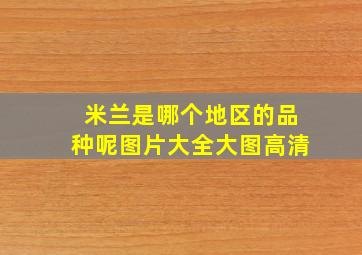 米兰是哪个地区的品种呢图片大全大图高清