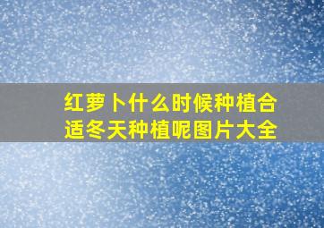 红萝卜什么时候种植合适冬天种植呢图片大全