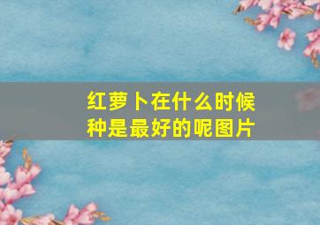 红萝卜在什么时候种是最好的呢图片