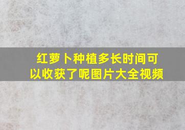 红萝卜种植多长时间可以收获了呢图片大全视频