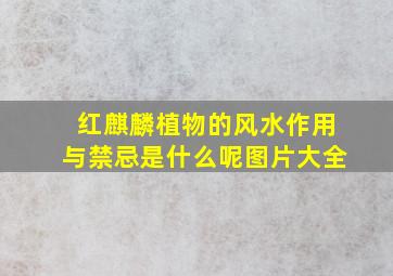 红麒麟植物的风水作用与禁忌是什么呢图片大全