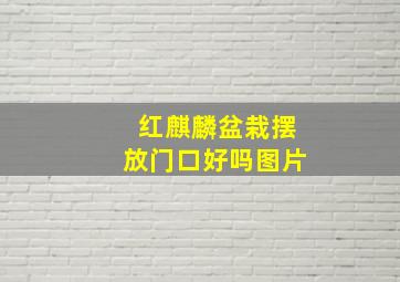 红麒麟盆栽摆放门口好吗图片