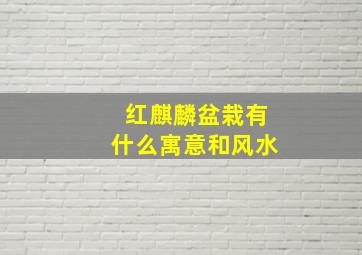 红麒麟盆栽有什么寓意和风水