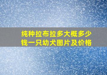 纯种拉布拉多大概多少钱一只幼犬图片及价格