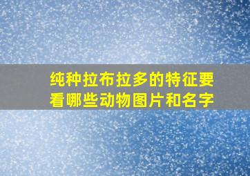 纯种拉布拉多的特征要看哪些动物图片和名字