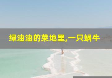 绿油油的菜地里,一只蜗牛