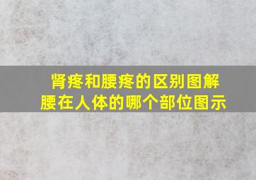 肾疼和腰疼的区别图解腰在人体的哪个部位图示