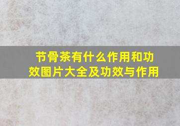 节骨茶有什么作用和功效图片大全及功效与作用