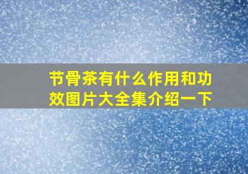 节骨茶有什么作用和功效图片大全集介绍一下