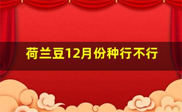 荷兰豆12月份种行不行