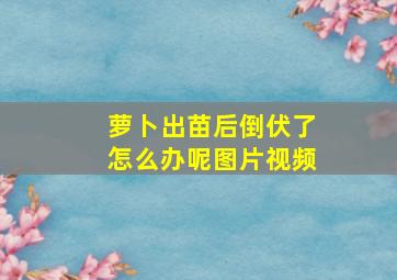 萝卜出苗后倒伏了怎么办呢图片视频