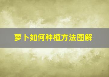 萝卜如何种植方法图解