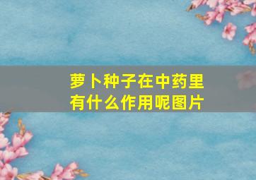 萝卜种子在中药里有什么作用呢图片