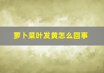 萝卜菜叶发黄怎么回事