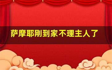 萨摩耶刚到家不理主人了