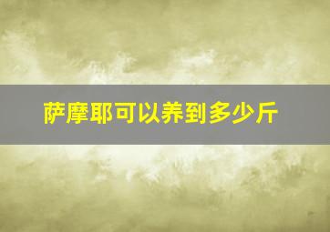 萨摩耶可以养到多少斤