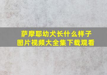 萨摩耶幼犬长什么样子图片视频大全集下载观看