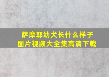 萨摩耶幼犬长什么样子图片视频大全集高清下载