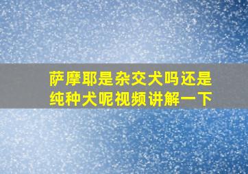 萨摩耶是杂交犬吗还是纯种犬呢视频讲解一下