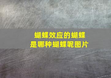 蝴蝶效应的蝴蝶是哪种蝴蝶呢图片