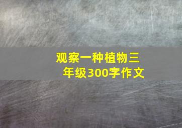 观察一种植物三年级300字作文