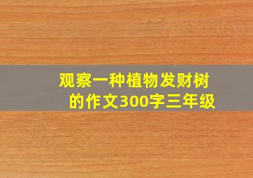 观察一种植物发财树的作文300字三年级