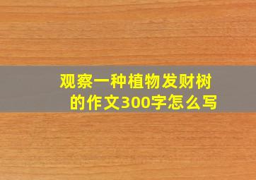 观察一种植物发财树的作文300字怎么写