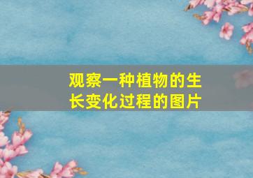 观察一种植物的生长变化过程的图片