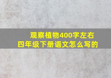 观察植物400字左右四年级下册语文怎么写的