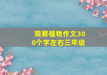 观察植物作文300个字左右三年级